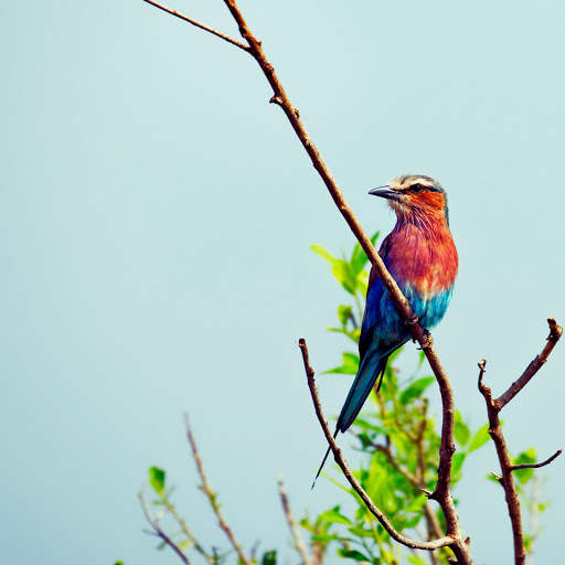 Hd-145270-ascw145270