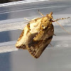 Tortricid Moth