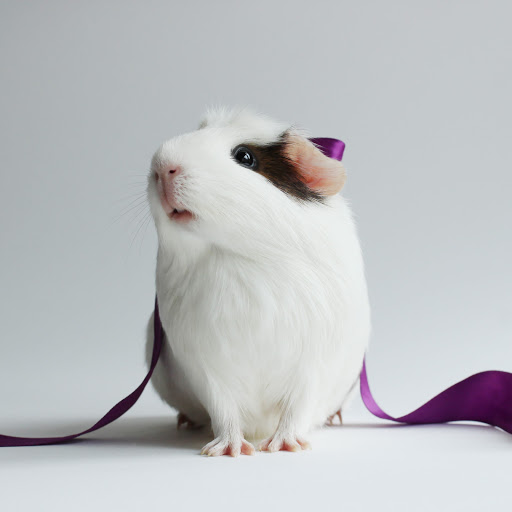 Hd-162625-ascw162625