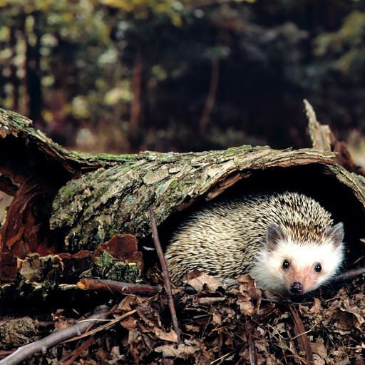 Hd-145990-ascw145990