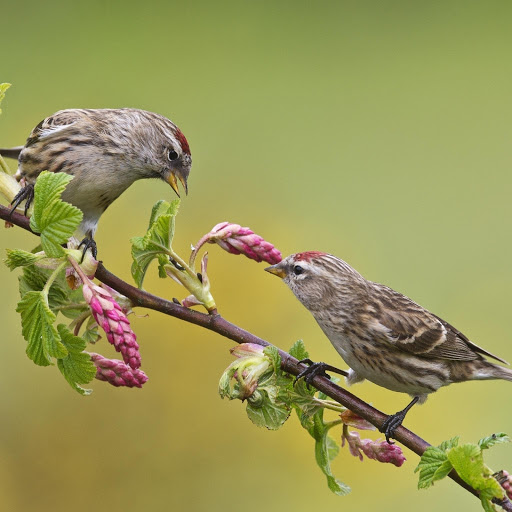 Hd-177818-ascw177818