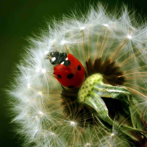 Hd-171279-ascw171279