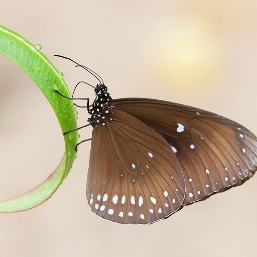 Hd-164971-ascw164971