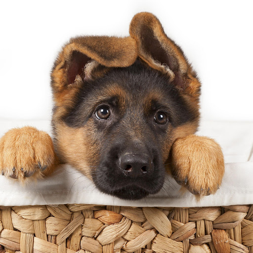 Hd-156607-ascw156607