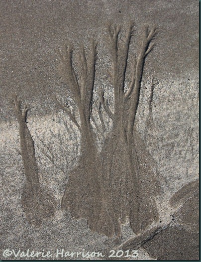 24-sand-trees