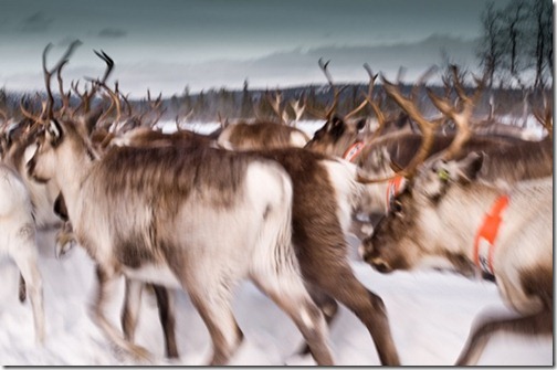 ReindeerLappland_thumb1