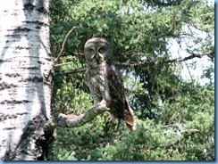 2239 Manitoba Lake Audy Rd East Riding Mountain National Park - Great Gray Owl