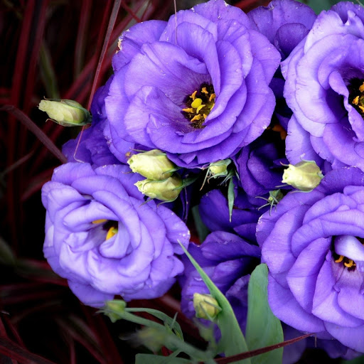 Hd-176361-ascw176361