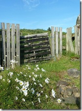 old gate and daisies