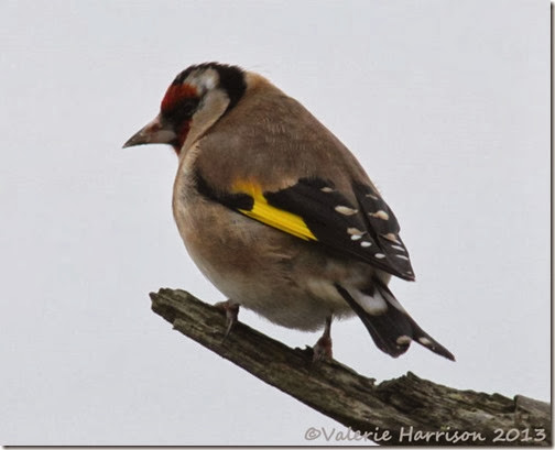 4-goldfinch