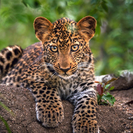 Hd-183634-ascw183634