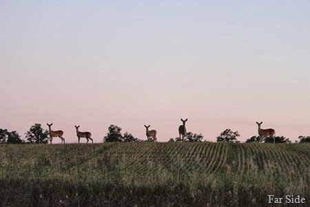 Deer in the field five