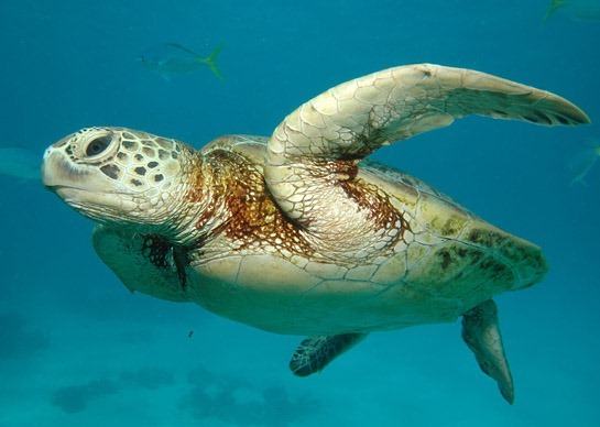 great-barrier-reef-sea-turtle
