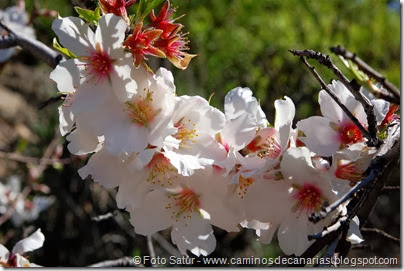 7452 La Goleta-La Candelilla(Flor Almendro) 7452 La Goleta-La Candelilla(Flor Almendro)