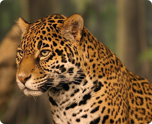 Jaguar_head_shot Jaguar_head_shot
