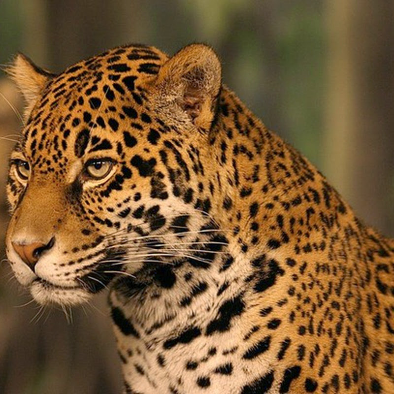 Il giaguaro braccato dai bracconieri che commercializzano la sua pelle.
