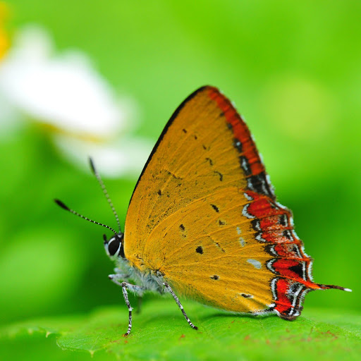 Hd-152795-ascw152795