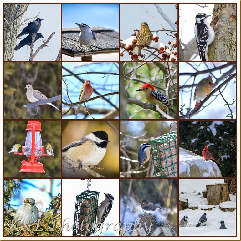 PicMonkey CollageWinter birds 