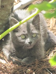 Florida stray grey feral kitty