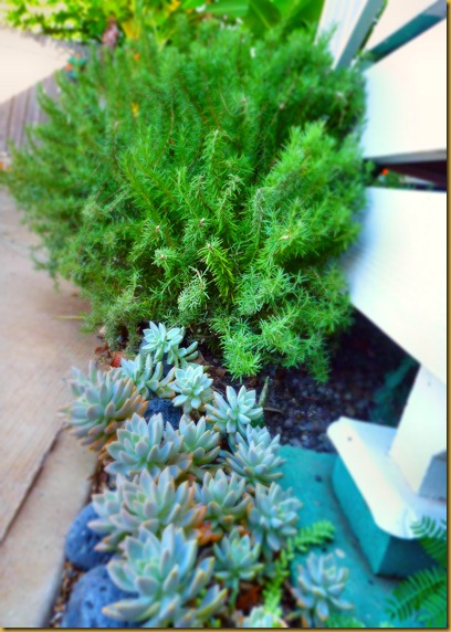 rosemary and succulents