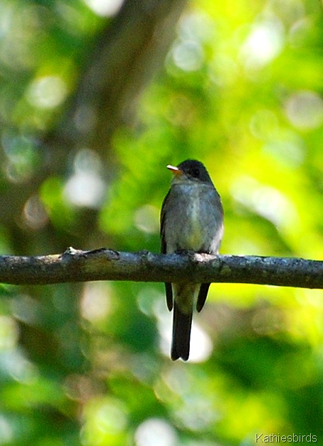 10. eastern wood pewee-kab