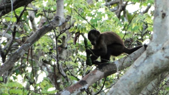 Macaco-prego?