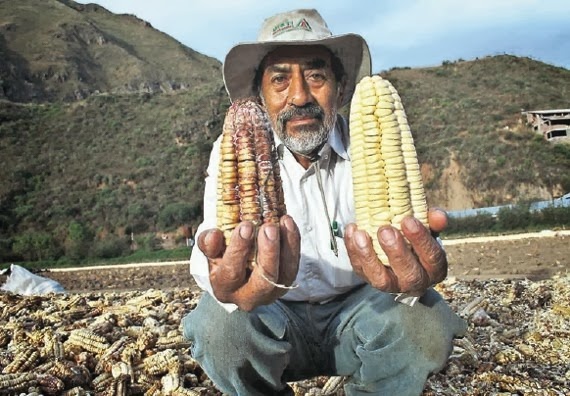 [Milho-Gigante3.jpg]