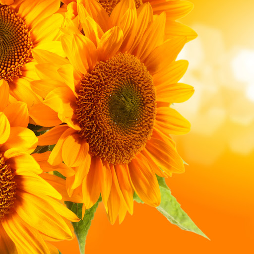 Hd-157802-ascw157802