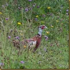 cock Pheasant