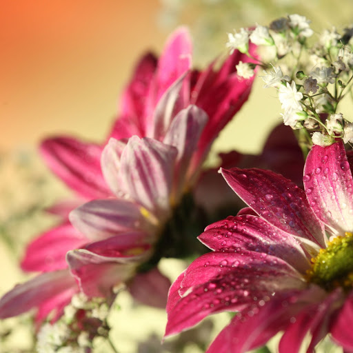 Hd-145082-ascw145082