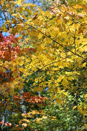 Maple that turns yellow