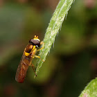 Hover-Fly