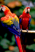 animalani50 animalani50