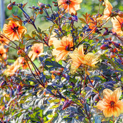 Hd-155988-ascw155988