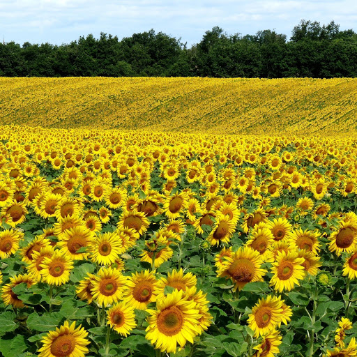 Hd-173130-ascw173130