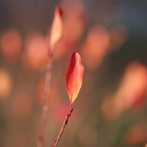 Hd-165121-ascw165121