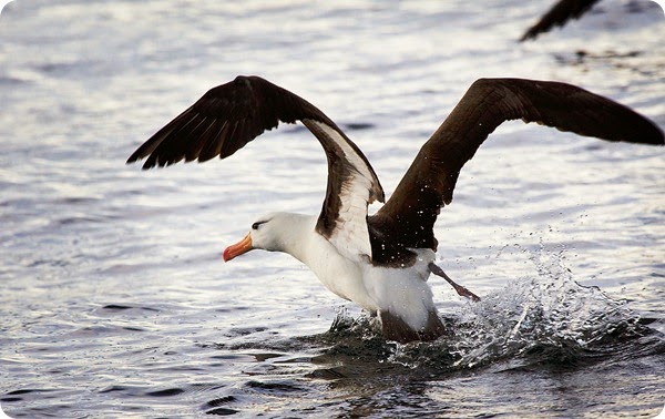 Albatross,_Beagle_Channel3222x2002