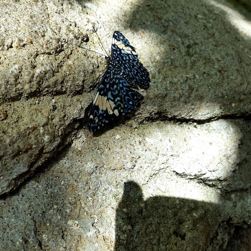 Hd-155996-ascw155996