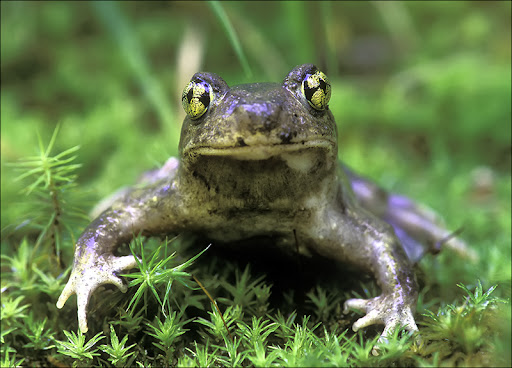 Spadefoot toad Amphibians & Reptiles