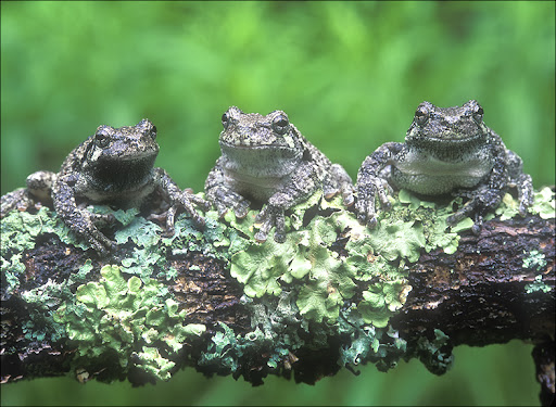 three tree frogs Amphibians & Reptiles