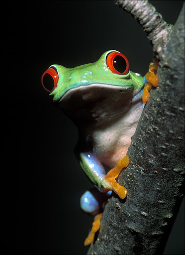 red eyed treefrog Amphibians & Reptiles