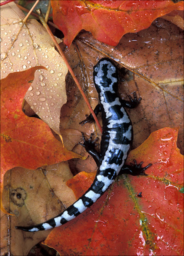 Marble Salamander Amphibians & Reptiles