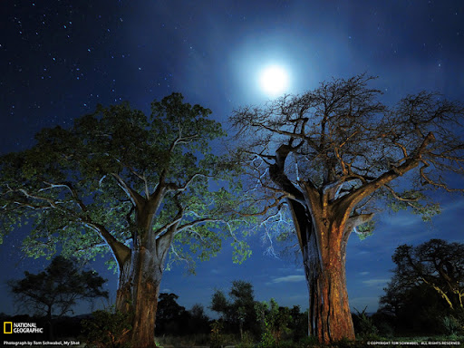 Baobab Trees Beautiful Landscape Photos