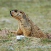 Himalayan marmot