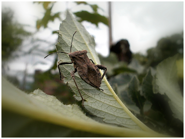 Leaf-footed Bug