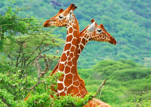 Giraffe Wallpaper