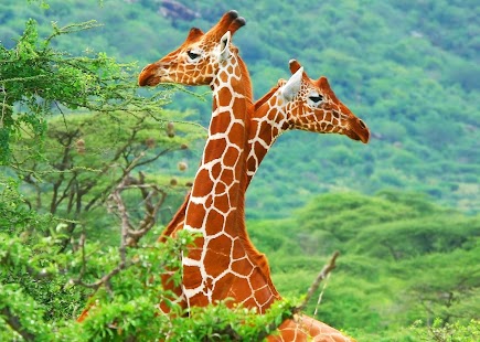 Download Giraffe Wallpaper APK for PC
