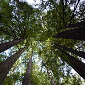Muir Woods by Joana Gramajo - Nature Up Close Trees & Bushes