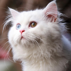 White Cats Wallpapers.apk 1.0
