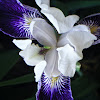 Purple Iris (Purple Flag)